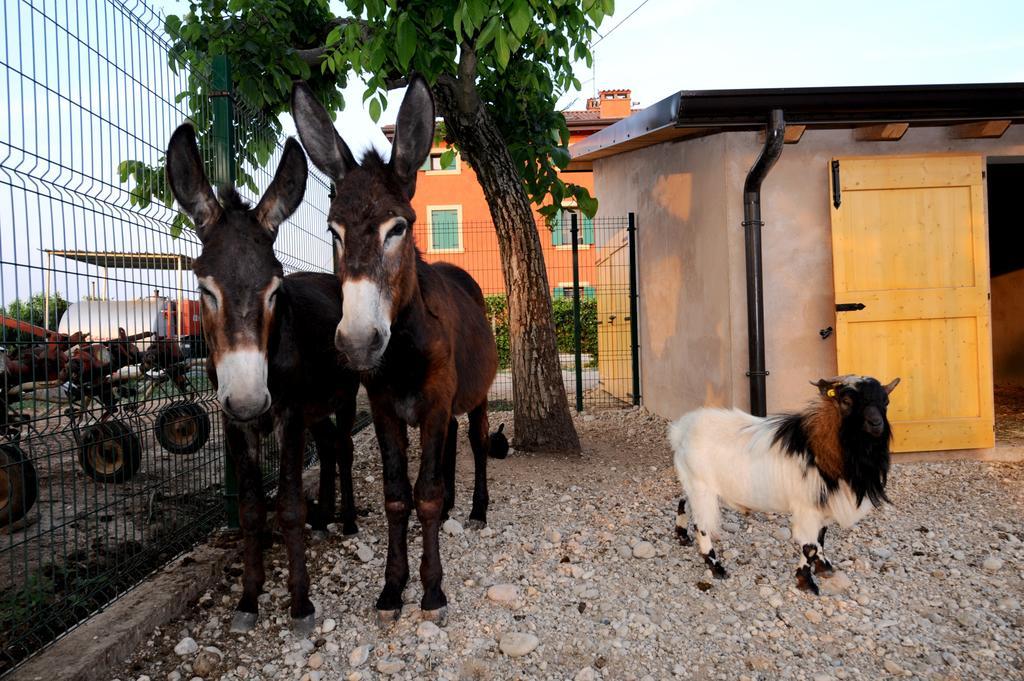 Гостьовий будинок Agriturismo Al Barco Соммакампанья Екстер'єр фото